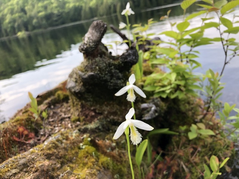 Snakemouth Orchid photo 3