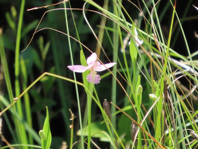 Snakemouth Orchid photo 4