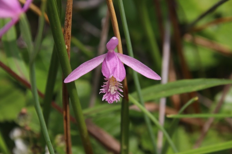 Snakemouth Orchid photo 5