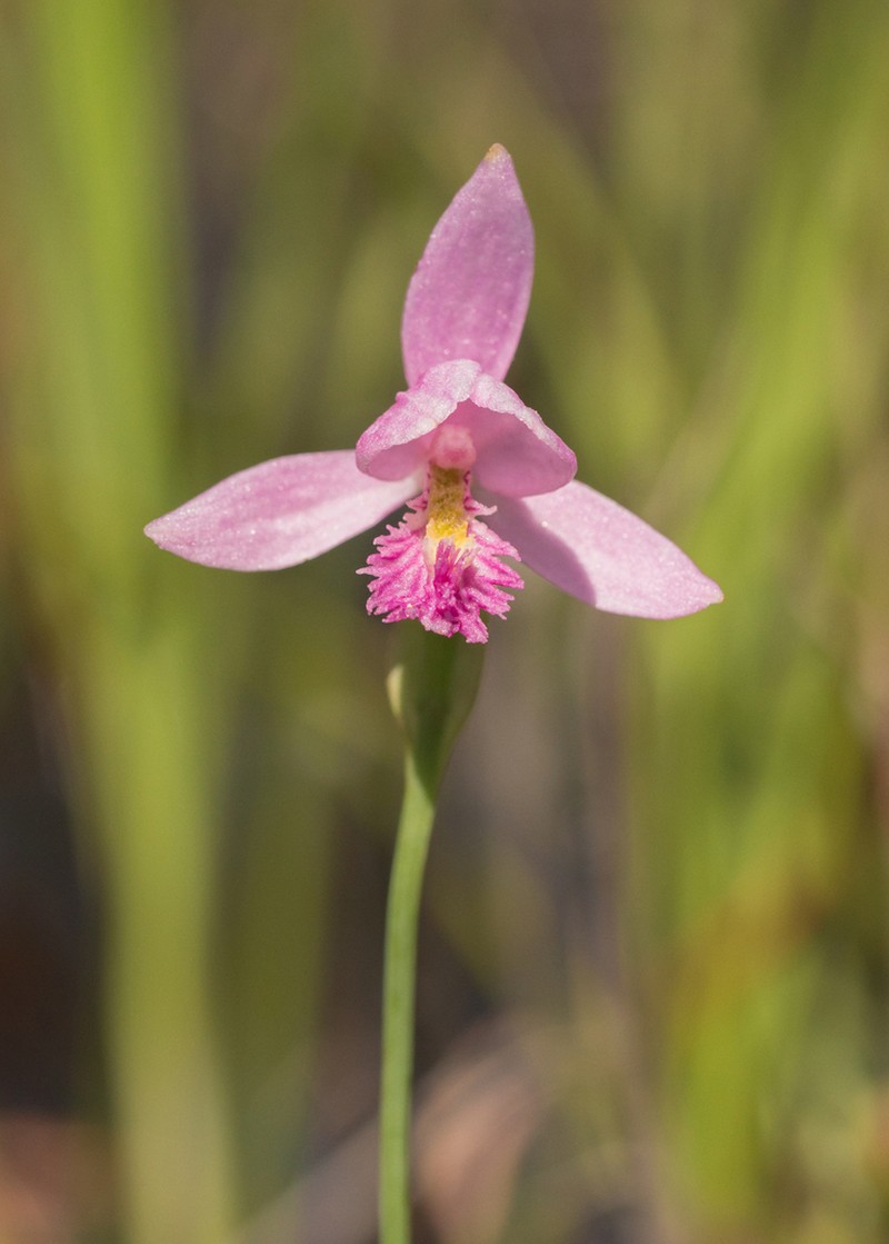 Snakemouth Orchid photo 6