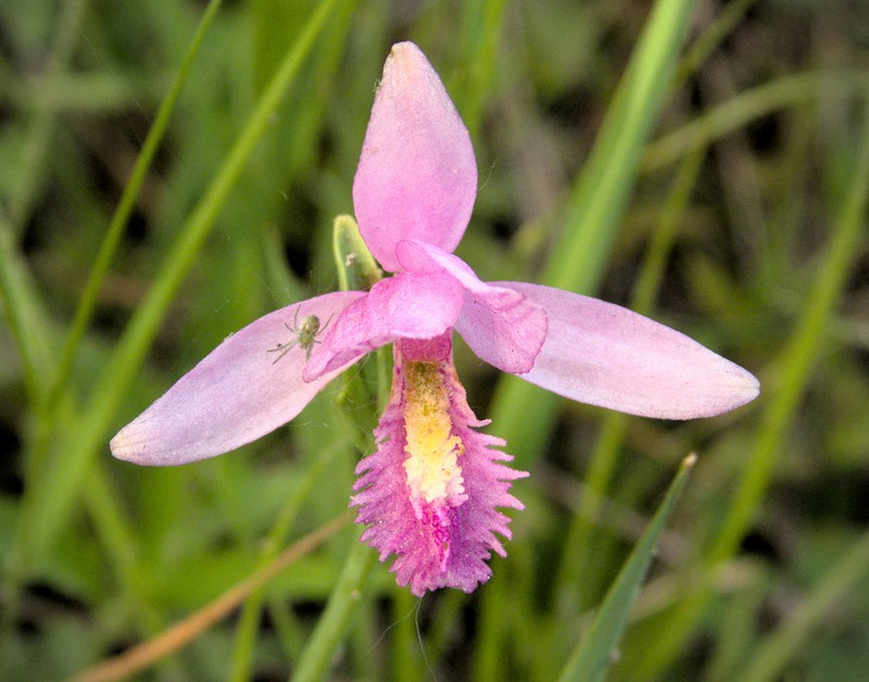 Snakemouth Orchid photo 7