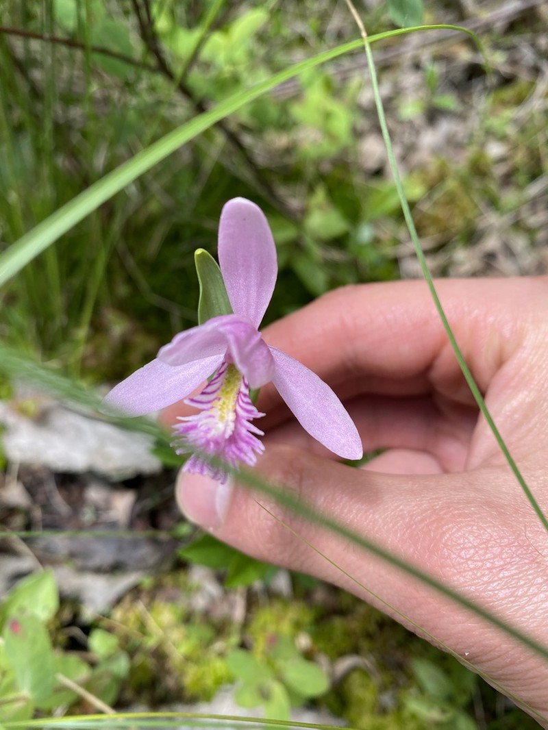 Snakemouth Orchid photo 8