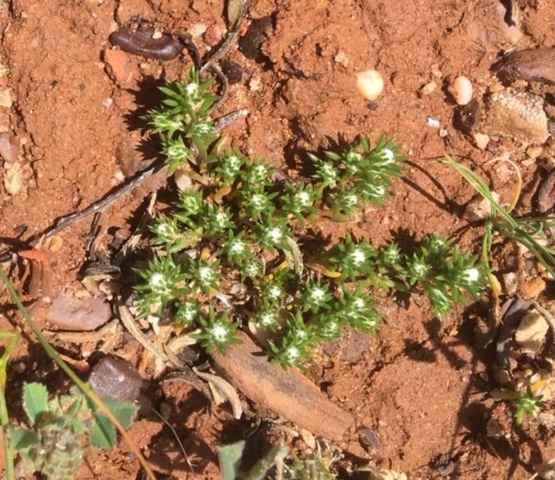 Pogonolepis muelleriana
