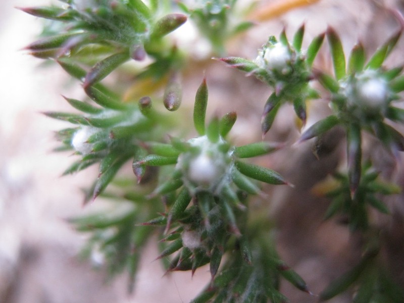 Pogonolepis muelleriana photo 2