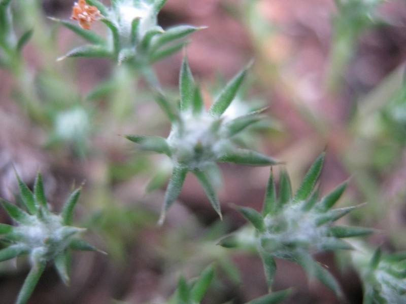 Pogonolepis muelleriana photo 3