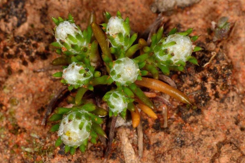 Pogonolepis muelleriana photo 4