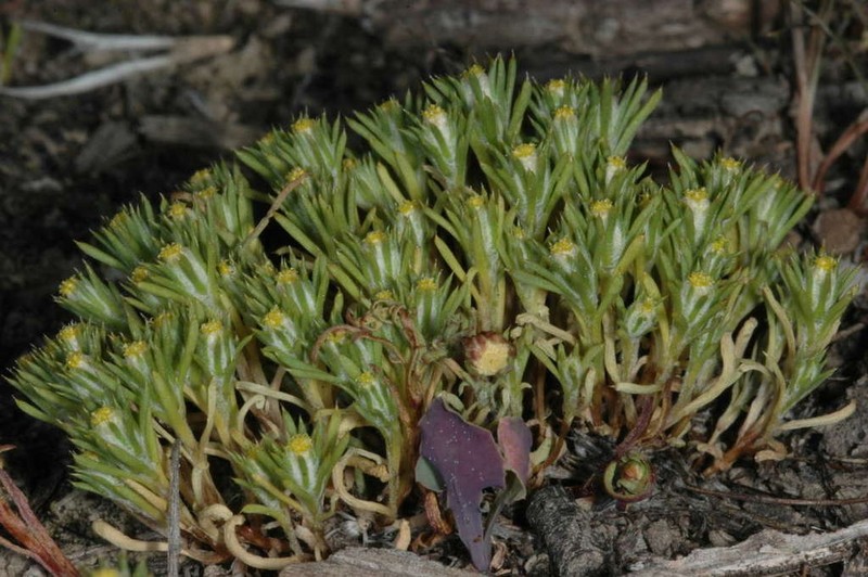 Pogonolepis muelleriana photo 5