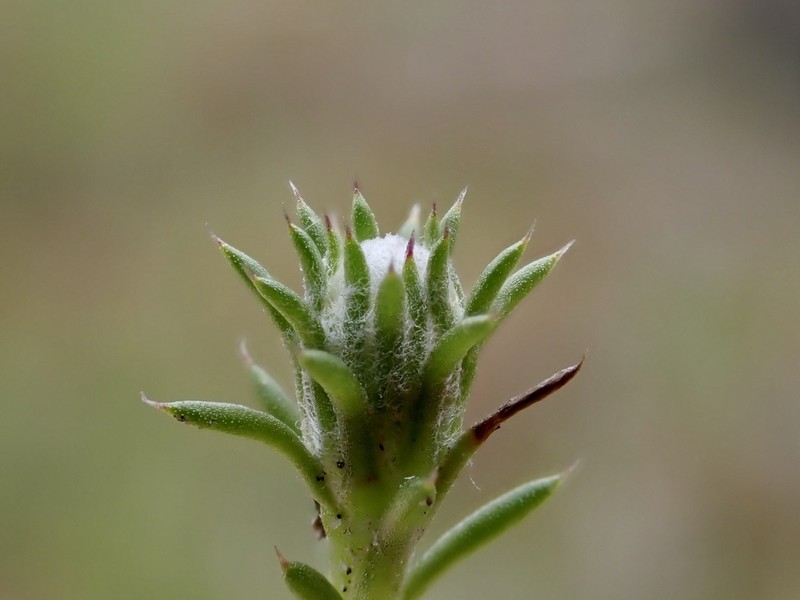 Pogonolepis muelleriana photo 7