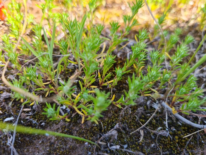 Pogonolepis muelleriana photo 8