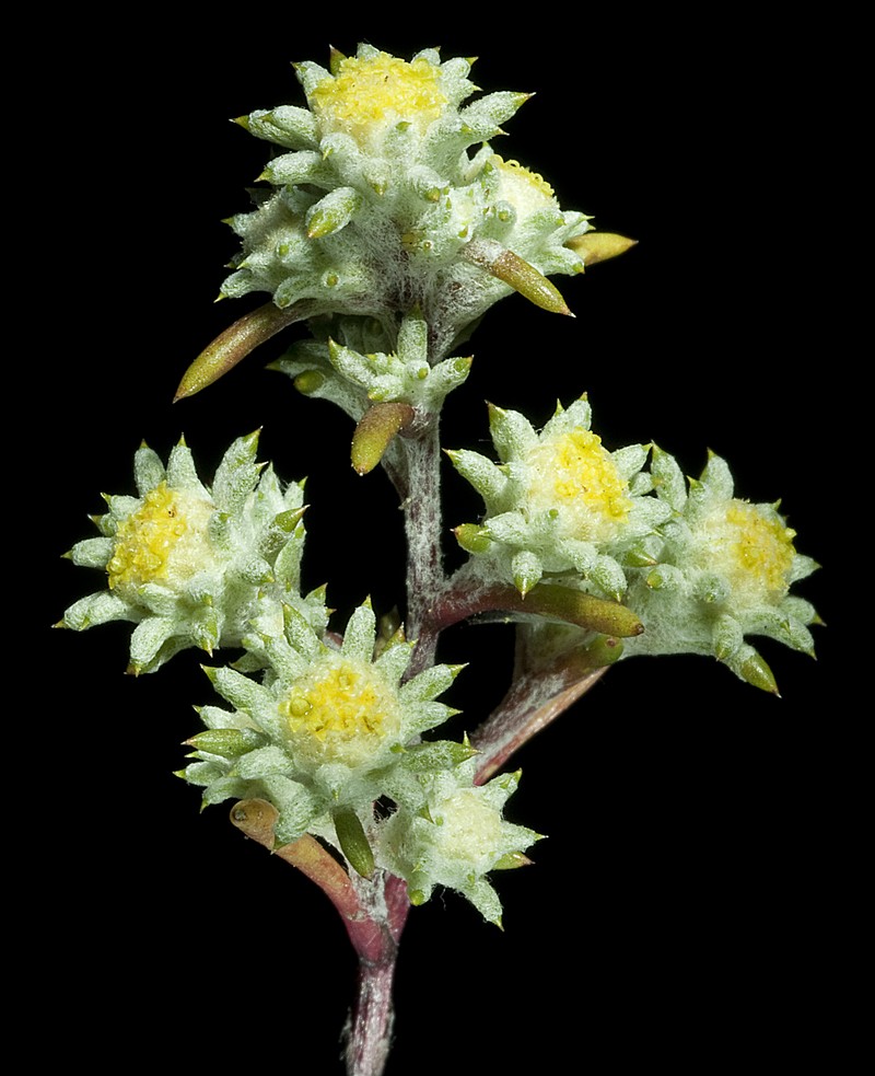 Pogonolepis stricta