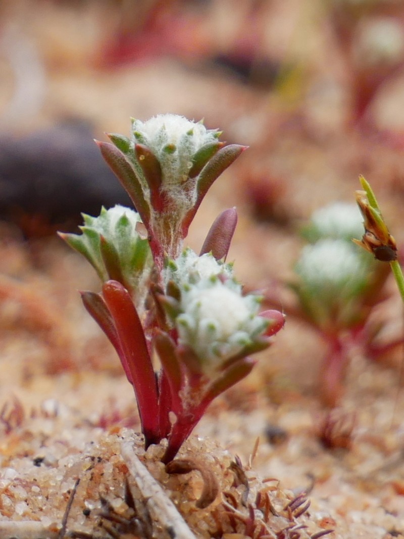 Pogonolepis stricta photo 2