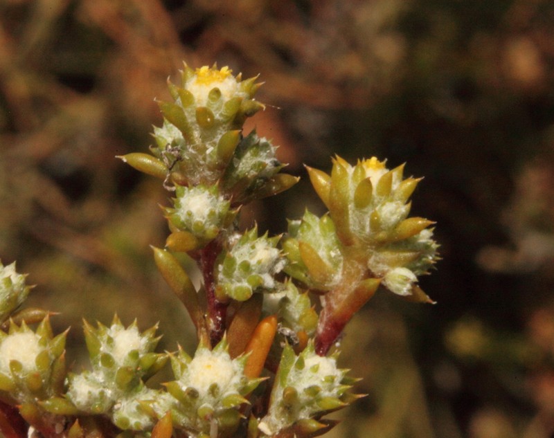 Pogonolepis stricta photo 3