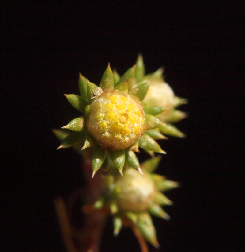 Pogonolepis stricta photo 4