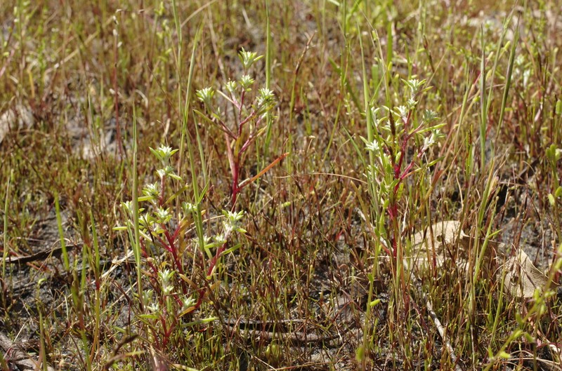 Pogonolepis stricta photo 5