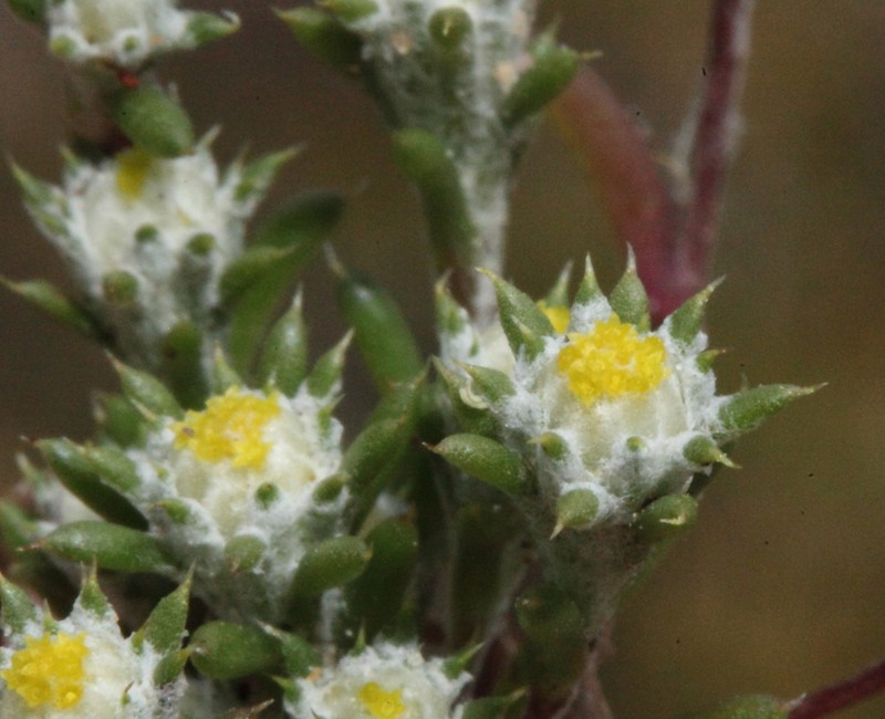 Pogonolepis stricta photo 6