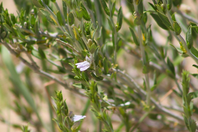 Pogonospermum australe