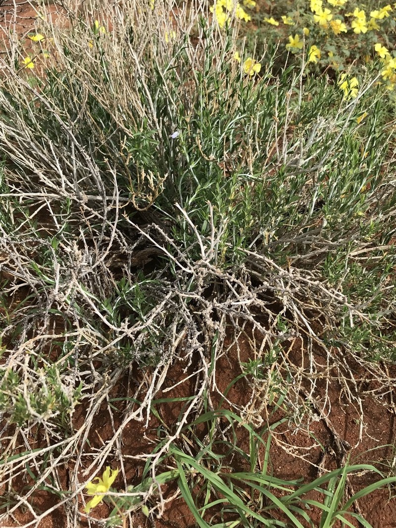 Pogonospermum australe photo 2