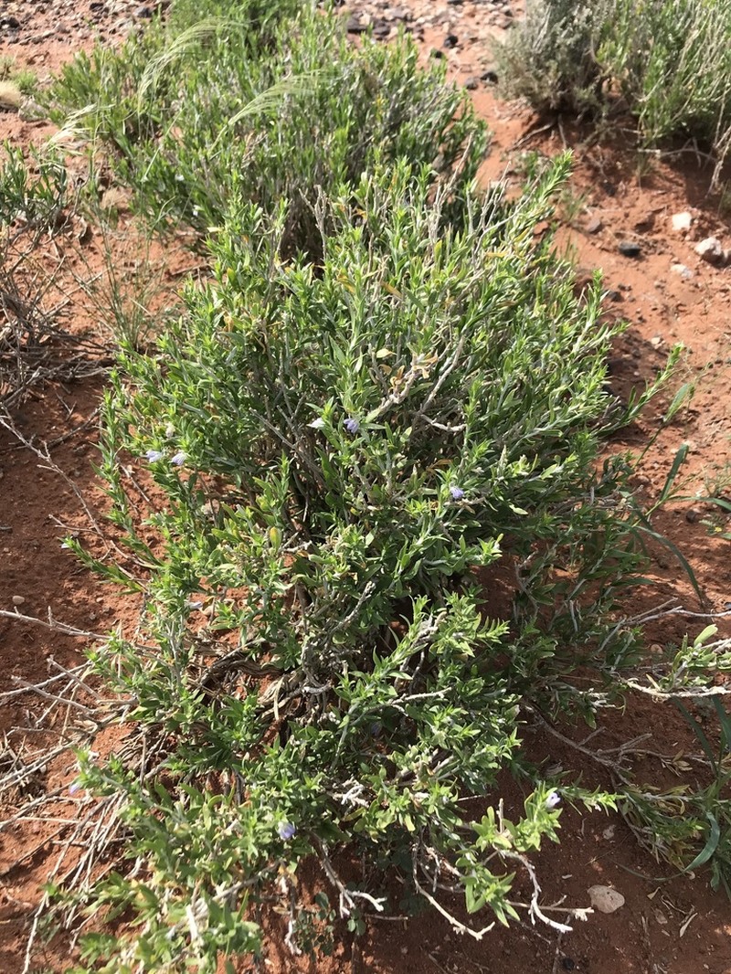 Pogonospermum australe photo 3