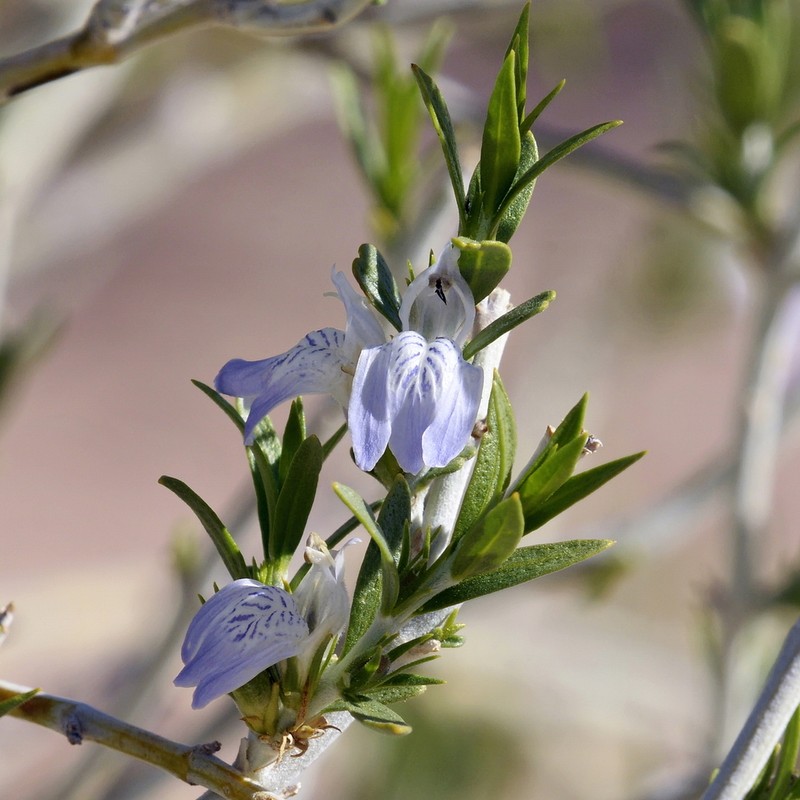 Pogonospermum australe photo 4