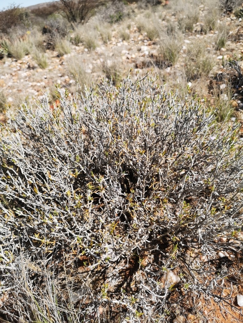 Pogonospermum australe photo 5