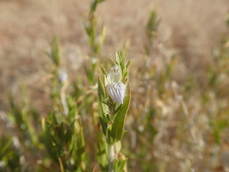 Pogonospermum australe photo 6