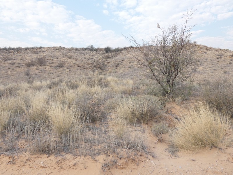 Pogonospermum australe photo 7