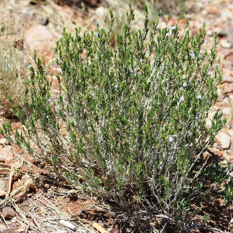 Pogonospermum australe photo 8