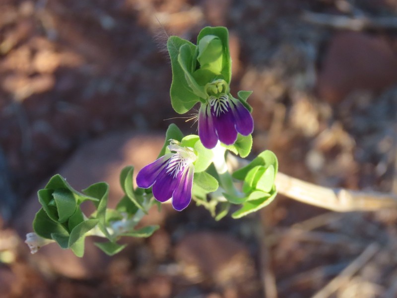 Pogonospermum calcaratum