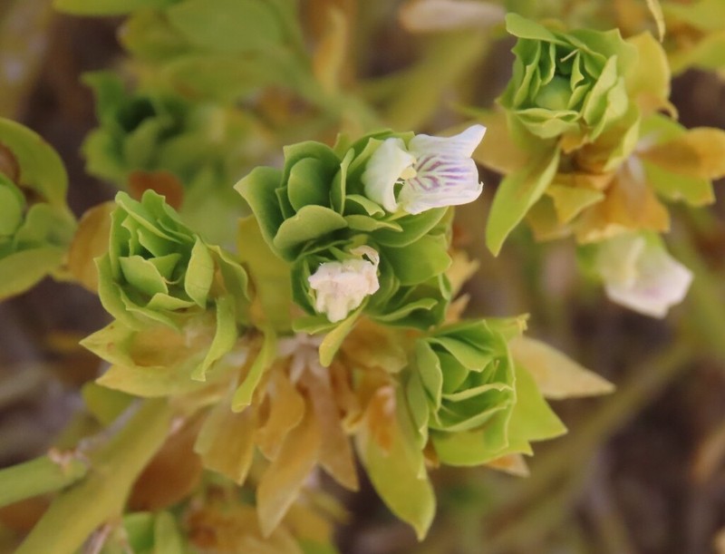 Pogonospermum calcaratum photo 2
