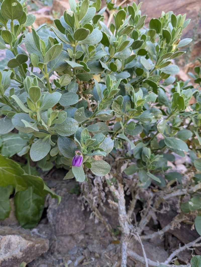 Pogonospermum callothamnum