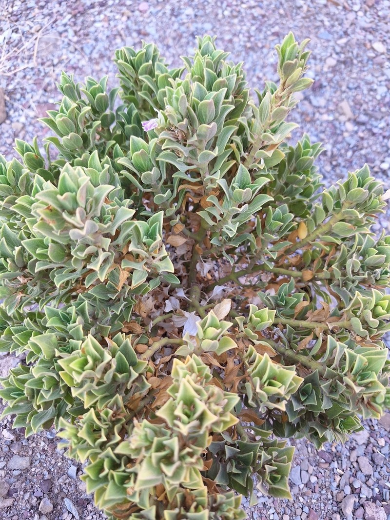 Pogonospermum callothamnum photo 2