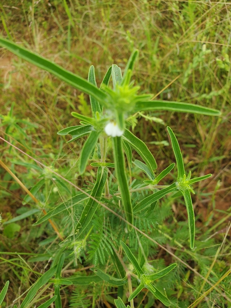 Pogonospermum ciliatum