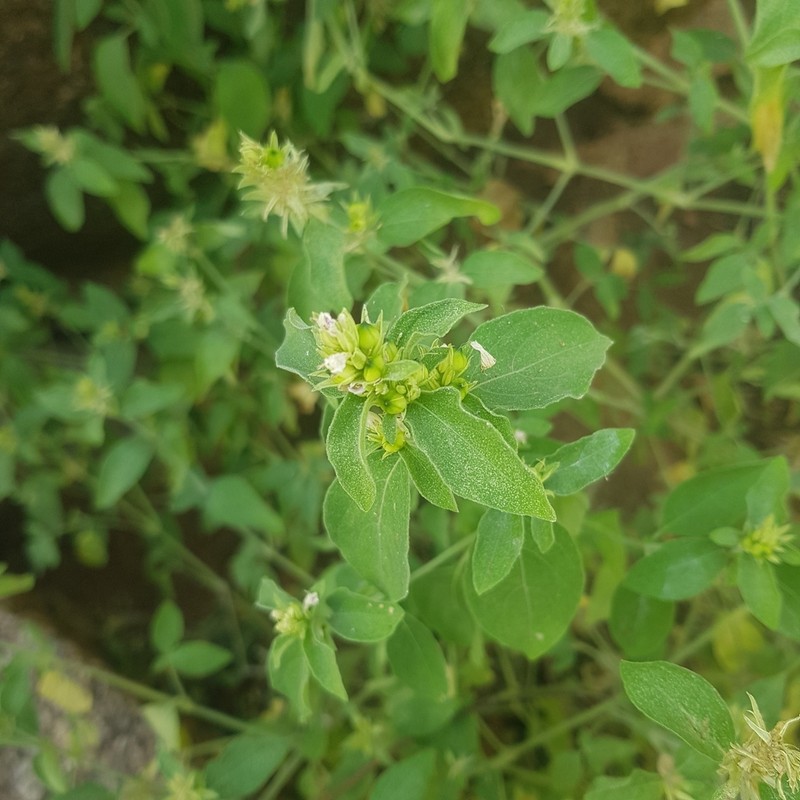 Pogonospermum ciliatum photo 2