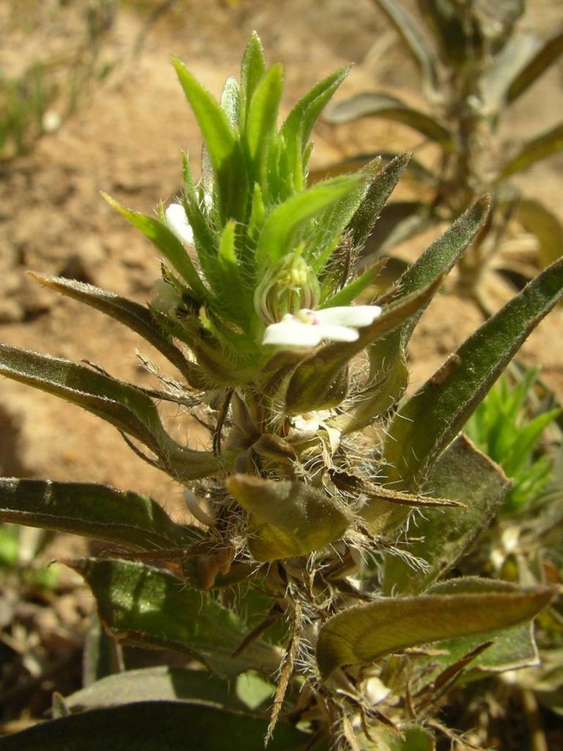 Pogonospermum ciliatum photo 3