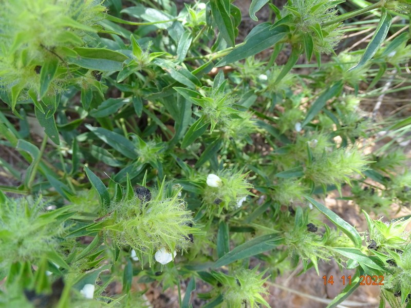Pogonospermum ciliatum photo 4