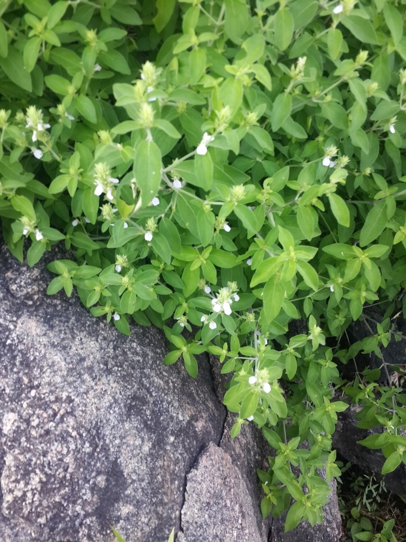 Pogonospermum ciliatum photo 5