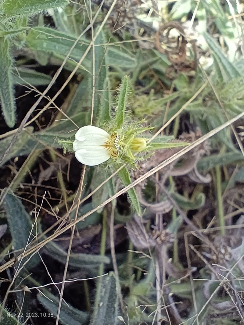 Pogonospermum ciliatum photo 6