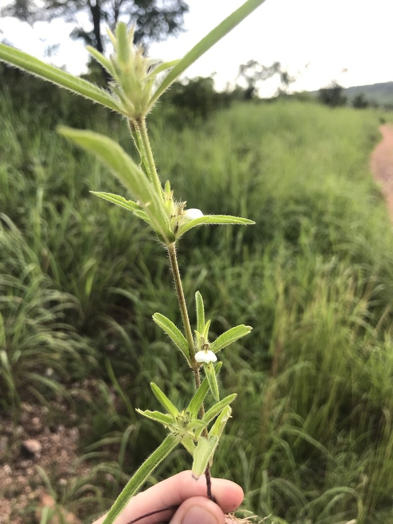 Pogonospermum ciliatum photo 7