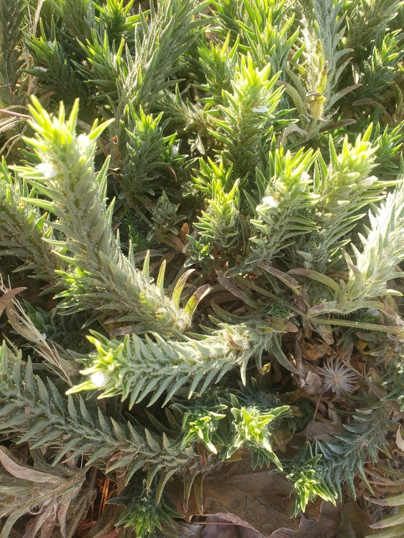 Pogonospermum ciliatum photo 8