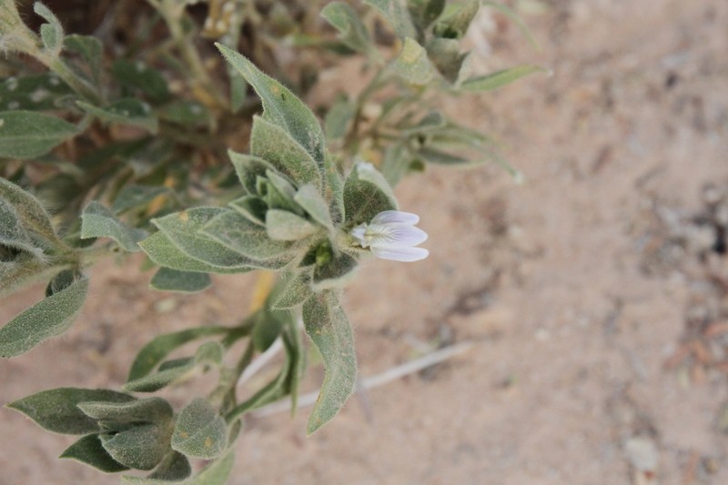 Pogonospermum cleomoides
