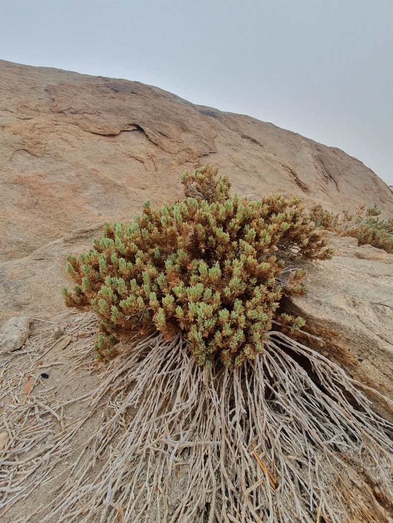 Pogonospermum cleomoides photo 2