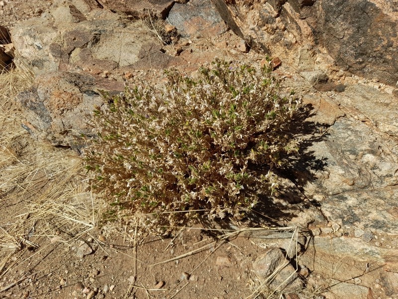Pogonospermum cleomoides photo 3