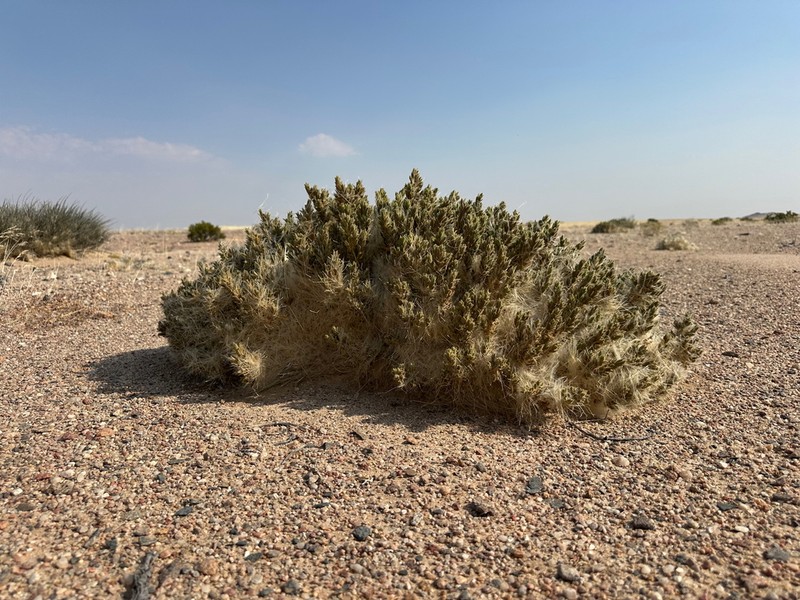 Pogonospermum cleomoides photo 4