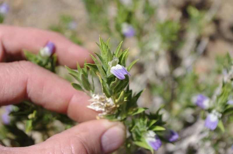 Pogonospermum cleomoides photo 5