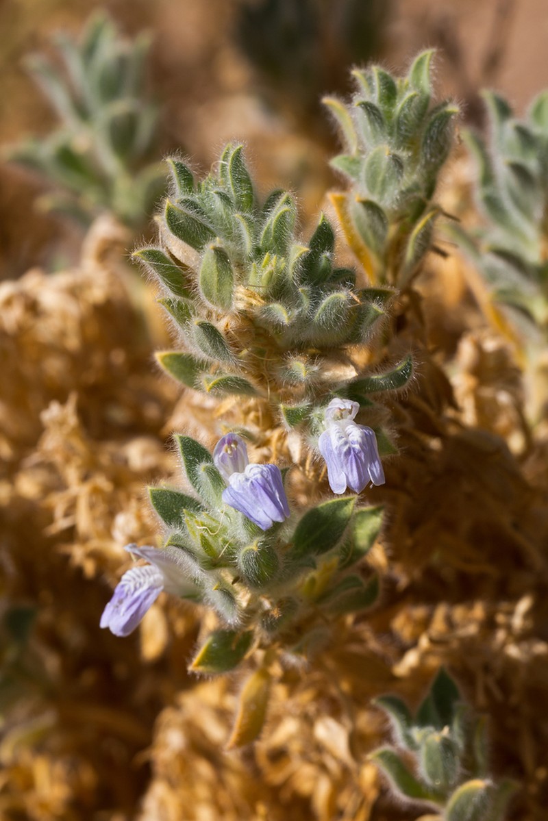 Pogonospermum cleomoides photo 6