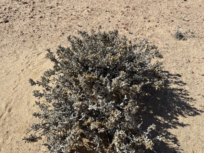 Pogonospermum cleomoides photo 7