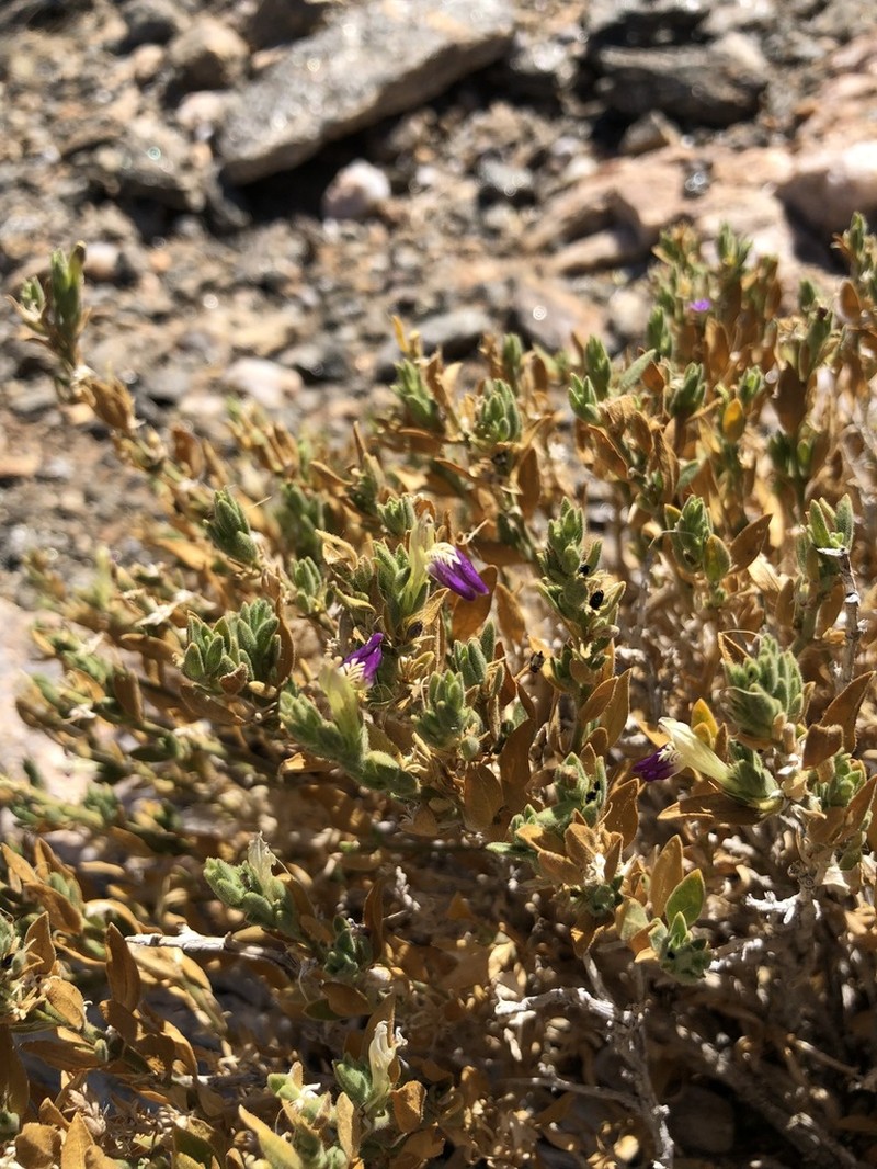 Pogonospermum cleomoides photo 8