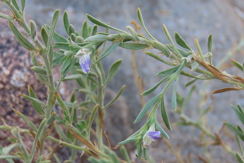 Pogonospermum crassiusculum