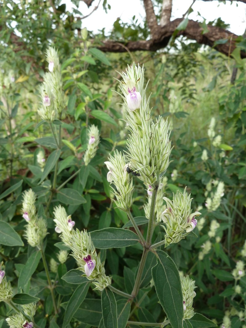 Pogonospermum depauperatum