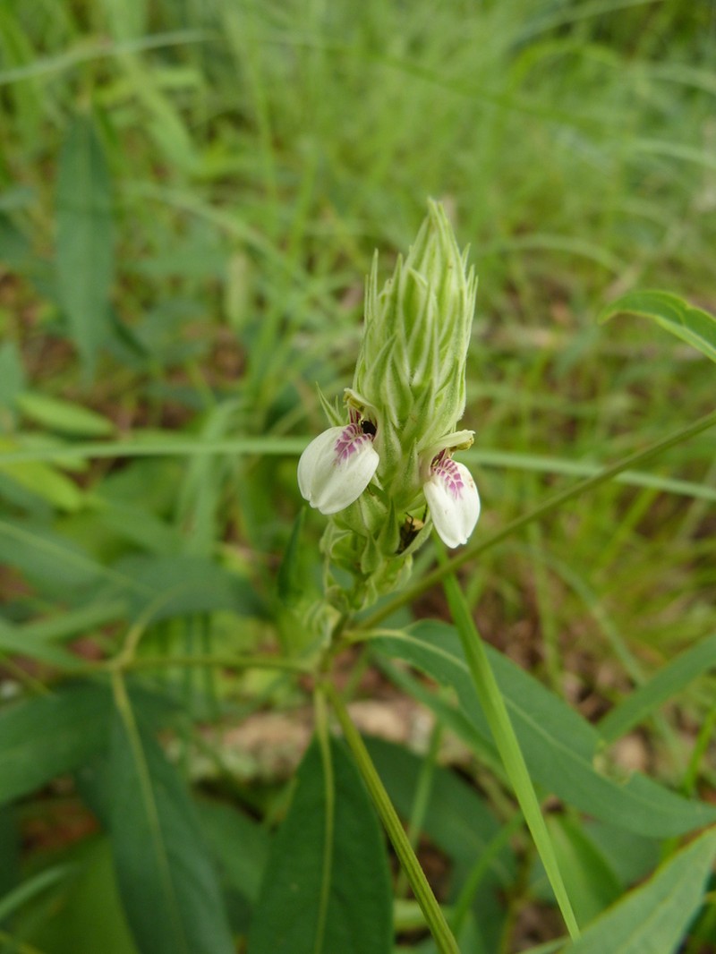 Pogonospermum depauperatum photo 3
